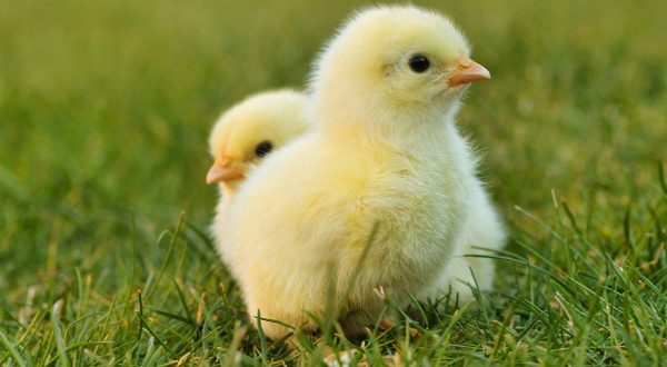 Yellow Animals - Little yellow chicks